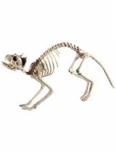 Dekoracja Halloweenowego Szkieletu Kota
