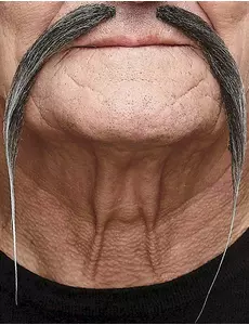 Dorosły szary chiński wąsik