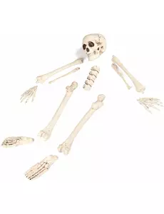 Halloweenowa 12-częściowa torba kości