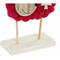 ozdoby świąteczne DKD Home Decor Poliester Drewno (2 pcs) (12 x 4 x 17 cm)